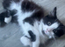 Fluffy black & white male kitten