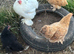 Point of lay Pekin bantam chickens