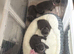 Pure breed bsh kittens