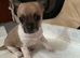 3 beautiful puppies