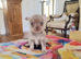 Exquisite Tiny Chihuahua puppies.
