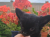 1 lilac & 1 black long coat chihuahua male pups