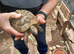 One Proven Male Hermann's Tortoise