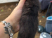 Stunning BSH KITTENS X