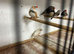 Zebra finch male and females
