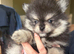 Pomeranian puppy's