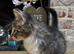3 beautiful fluffy kittens looking for homes