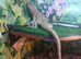Breaded dragon