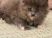 stunning XL full Maine coon kittens