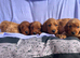 Gorgeous F1 cockapoo puppies