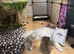 Stunning silver and golden chinchilla kittens!