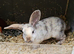 Mini rex x mini plush girl ready to go