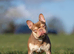 Rojo and tan French bulldog