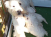 WEST HIGHLAND TERRIER PUPS REGISTERED