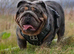 I have 2 beautiful English bull dogs left one boy one girl both kc registered