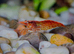 Cheap 15 Low Grade Red Shrimps, , comes with 10 Free Shrimps
