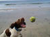 WANTED High drive Labrador or springer