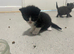 Super cute kittens