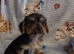 Yorkshire terrier x jackrussel
