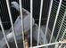 Barbary doves for sale.