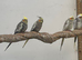 Cockatiels