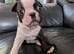 Beautiful Boston Terrier babies. Grey & white.Black & white.To forever loving homes.