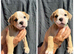 READY TO LEAVE 3 olde English bulldog