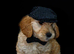 F1 Health Tested Miniature pups via a COUNCIL LICENSED BREEDER / POLICE DOG TRAINER