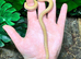 Albino African House Snake at Birmingham Reptiles