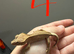phantom Baby crested gecko