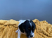Beautiful litter looking for there forever homes
