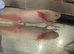 Axolotl and Tank for sale