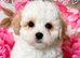 Shipoo puppies ready now