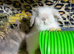 Female lionhead and Teddywidder boy