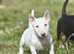 Quality miniature english bull terrier puppies