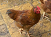 Hen