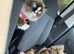 Stud Ragdoll
