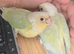 Baby Mooncheck and Suncheek conures 4-6 weeks