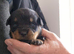 Rottweiler puppy’s