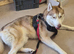 Male husky to be rehomed