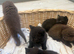 5 beautiful British shorthair kittens