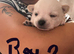 Chihuahua mix puppies