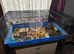 2male hamsters with cage