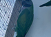 Derbyan parakeet