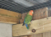 Peach faced lovebird