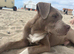 Cane corso x staffy