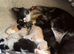 KITTEN FOR SALE