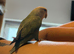 Baby peachface lovebird