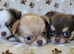 Stunning Russian/Thai long coat puppies
