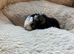 Swiss guinea pigs for sale